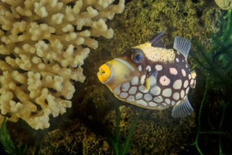 Clown triggerfish Stock Photos