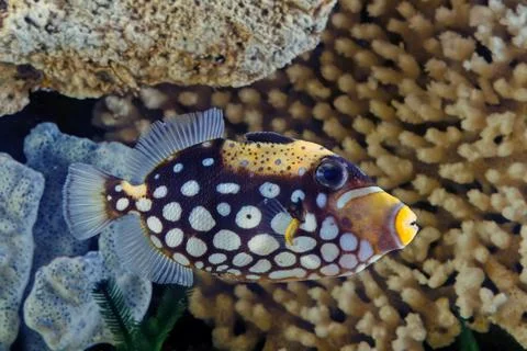 Clown triggerfish Stock Photos