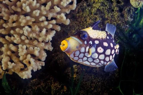 Clown triggerfish Stock Photos