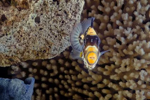 Clown triggerfish Foto stock