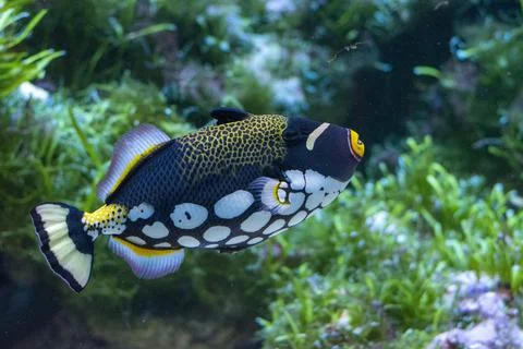 Clown Triggerfish Stock Photos