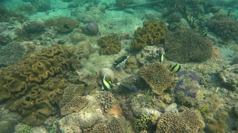 Clown triggerfish raises its trigger fin in coral reefs ocean Stock Footage 94373616