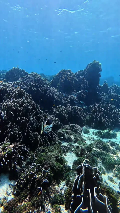Clown Triggerfish Swimming Over Coral Reef Stock Footage 341008662