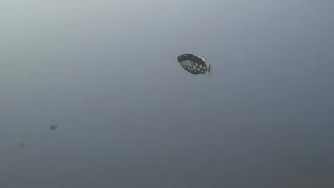 Clown triggerfish swimming past the camera in 4k Stock Footage 345372017