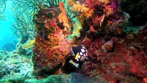Clown triggerfish swims away through a cluster of gorgonians. Stockbeeldmateriaal 297030823