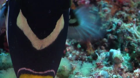 Clown triggerfish tending eggs, Balistoides conspicillum, HD, UP27291 Stock Footage 62219891
