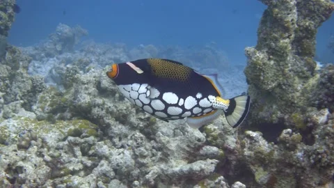 Clown triggerfish. Tropical fish in the sea Stock Footage 220671280