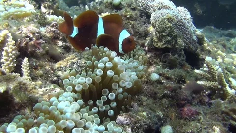 Clownfisch in the lembeh strait Video stock 102905280