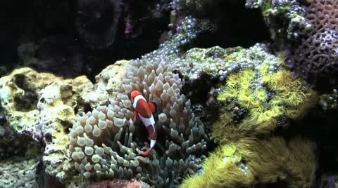 Clownfish 100 Stock Footage 12426873