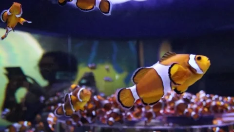 Clownfish 2 Video stock 152623314