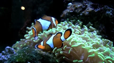 Clownfish 25s silent Stock Footage 8558468