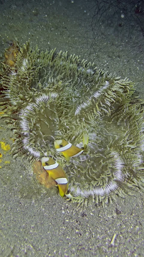 Clownfish among tentacles Stock Footage 343801113