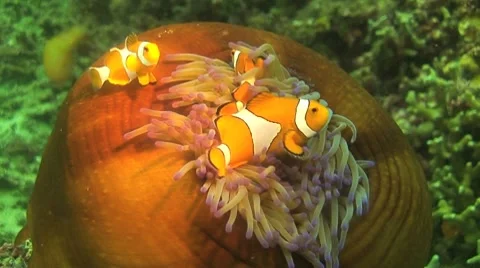 Clownfish and anemone Stock Footage 8743751