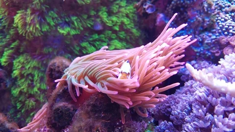 Clownfish and Anemone Stock Footage 199282432