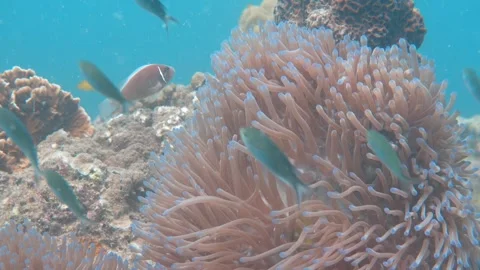 Clownfish and anemone Stock Footage 283276335