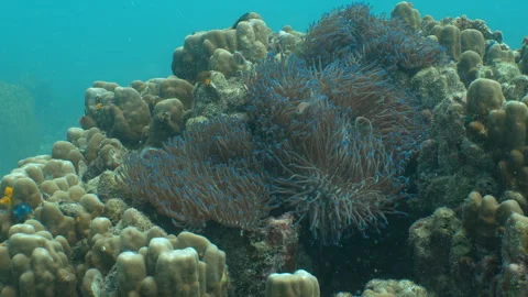 Clownfish and anemone moving with current - close up Stock Footage 281930089