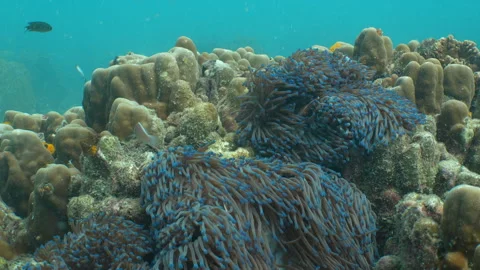 Clownfish and anemone moving with current Stock Footage 281930123