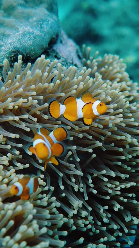 CLOWNFISH IN ANEMONE 4K Stock Footage 332438896
