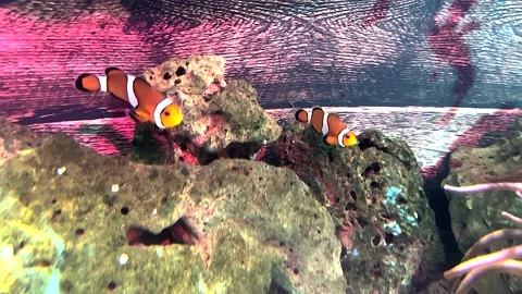 Clownfish ,anemone fish Stock Footage 162868004