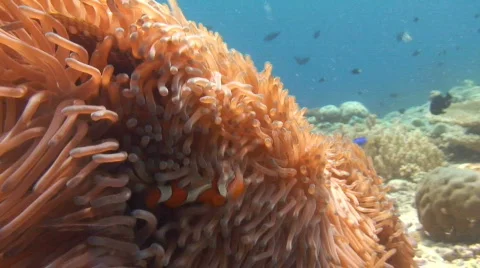 Clownfish on Anemone Stock Footage 157440