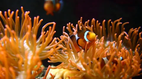 Clownfish on anemone Stock Footage 39587304