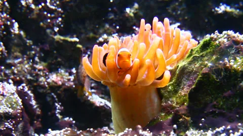 Clownfish with anemone Stock Footage 39587905