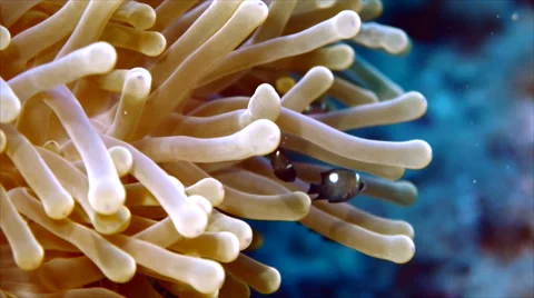 Clownfish in anemone Video stock 42987642