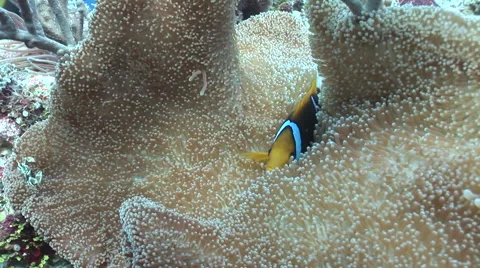 Clownfish in Anemone Video stock 55887557