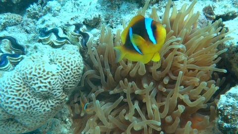 Clownfish with Anemone Stock Footage 95479872