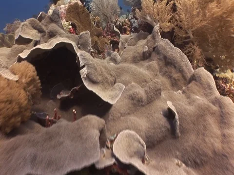 Clownfish in Anemone Stock Footage 98485467