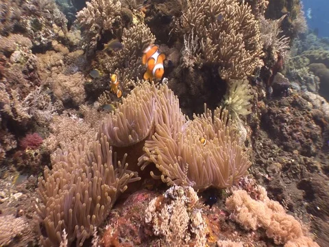 Clownfish in Anemone Video stock 98669372
