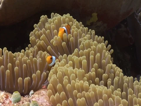 Clownfish in Anemone Video stock 98669623