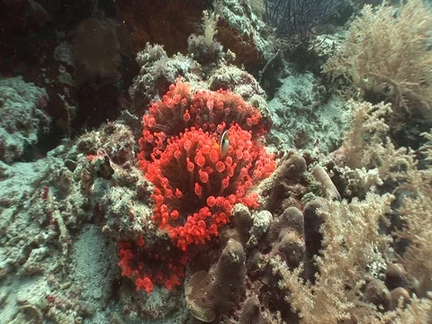 Clownfish in Anemone Stock Footage 98669654