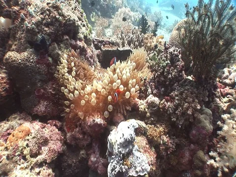 Clownfish in Anemone Stock Footage 98669676