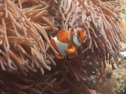 Clownfish in Anemone Stock Footage 98669677