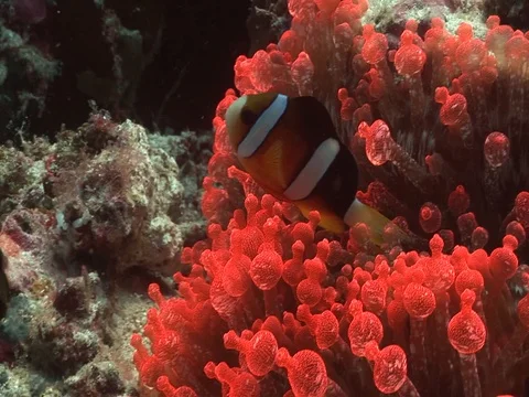 Clownfish in Anemone Stock Footage 98669703