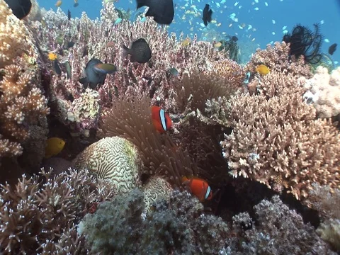 Clownfish in Anemone Stock Footage 98669751