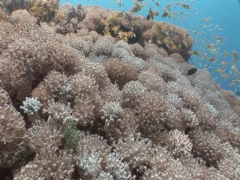 Clownfish in Anemone Stock Footage 98669824