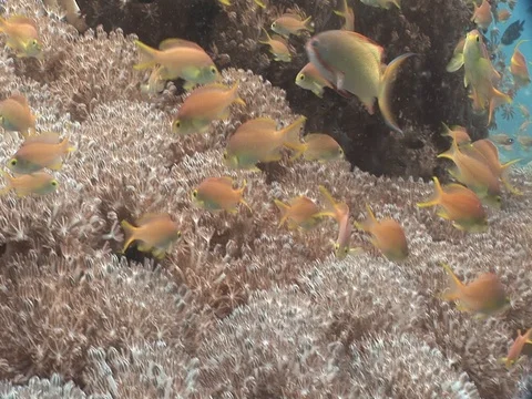 Clownfish in Anemone Stock Footage 98669861