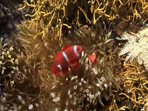 Clownfish in Anemone Stock Footage 98669962