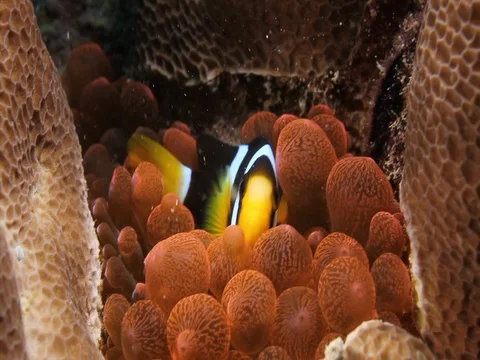 Clownfish in Anemone Stock Footage 98670030
