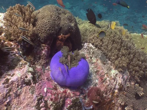 Clownfish in Anemone Stock Footage 98671173