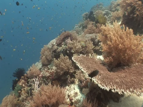 Clownfish in Anemone Stock Footage 98671774