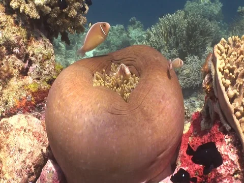 Clownfish in Anemone Stock Footage 98672232
