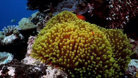 Clownfish in anemone Stock Footage 106671369