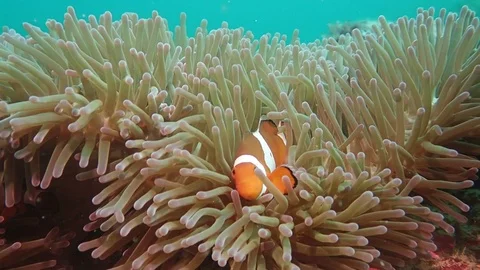 Clownfish in anemone Stock Footage 112037287