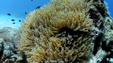 Clownfish in an Anemone Stock Footage 112234001