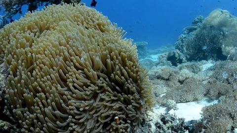Clownfish in an Anemone Stock Footage 112234011
