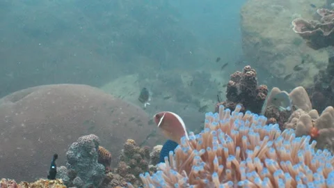 Clownfish in anemone Stock Footage 282524426