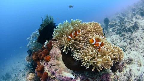 Clownfish anemone HD Stock Footage 122270774